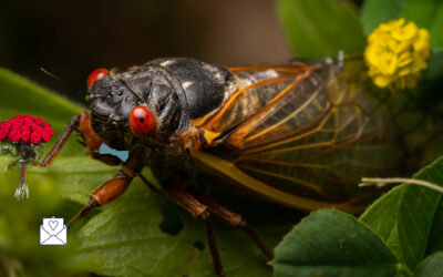 Will Cicadas ruin my Wedding Day?